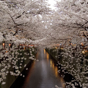 目黒川のお花見 桜の見頃はいつ？アクセスは？レストランは？