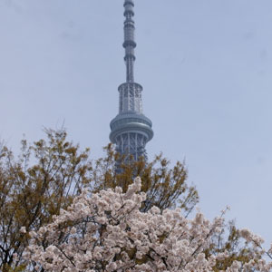 隅田公園の花見の混雑は？おすすめ場所とは？場所取りの時間はいつ？